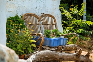 户外休闲藤椅与绿植景观