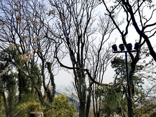 小龟山 绿植