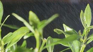 雨中嫩绿植物生机盎然