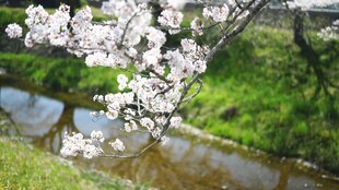 河畔樱花绽放美景