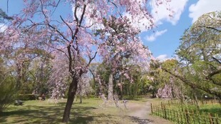 春日烂漫樱花林