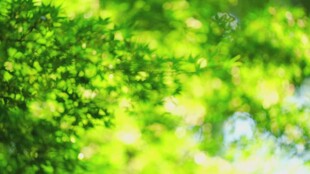 翠绿树叶展现盎然生机