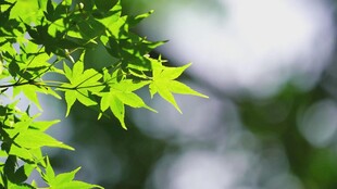 嫩绿枫叶展现盎然生机
