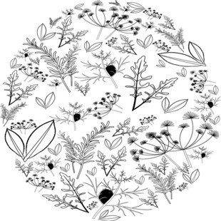 草本植物