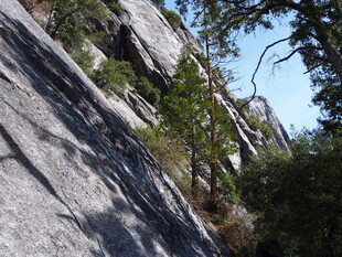 陡峭岩壁旁的繁茂植被