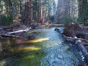 森林中的清澈溪流