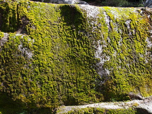 长满青苔的岩石瀑布