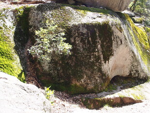 长满青苔的岩石