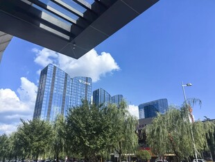 城市绿树与高楼景观