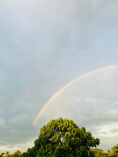 雨后树梢上的绚丽彩虹