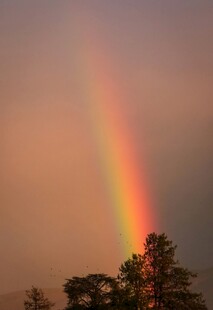 天边彩虹映绿树