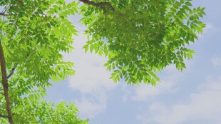 仰视绿树蓝天美景