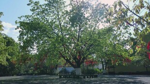 繁茂大树下的静谧景致