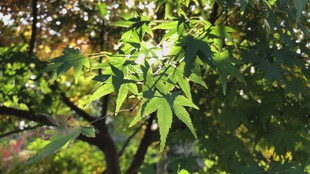 翠绿枝叶展现自然生机