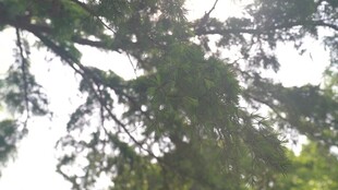 仰视茂密树枝