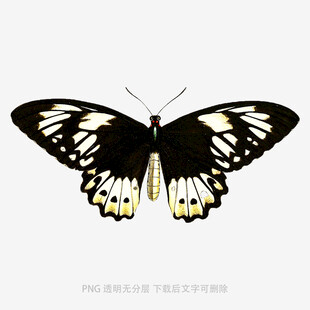 黑白蝴蝶插画