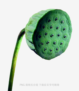 绿色莲蓬特写