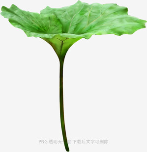 翠绿荷叶特写