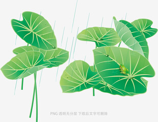 清新荷叶插画