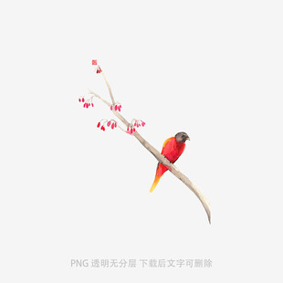 枝头红鸟赏繁花