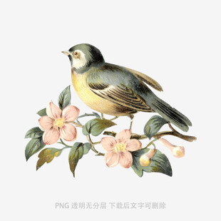 枝头小鸟与繁花
