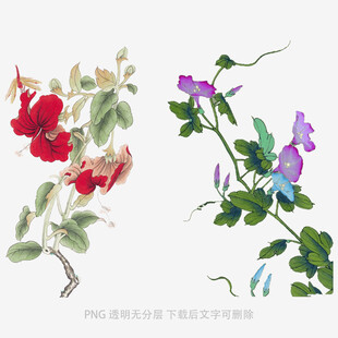 手绘花卉图