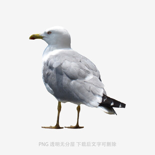 站立的海鸥