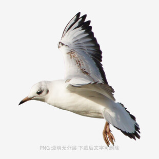 飞翔的海鸥