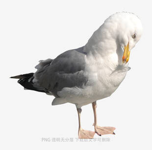 海鸥低头整理羽毛
