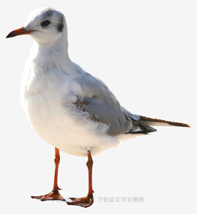 站立的海鸥