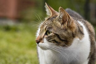 侧头猫咪