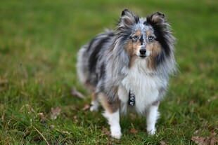 草地上的喜乐蒂牧羊犬