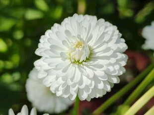 白色雏菊绽放