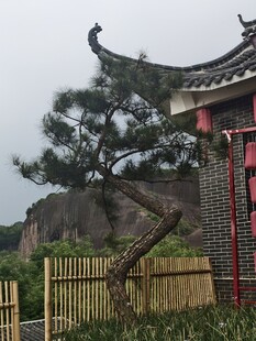 庙前的松树