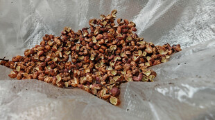 被雨淋湿的干花椒