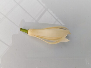 单朵淡黄色玉兰花特写