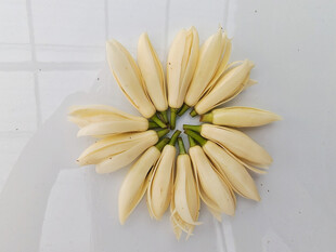 摆放整齐的黄桷兰