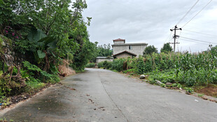 乡村小路旁的葱郁景致