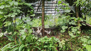 繁茂绿植中的鹅