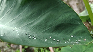 绿叶上的晶莹水珠