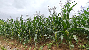 田间茁壮生长的玉米植株