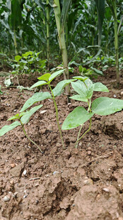 田间嫩绿幼苗茁壮成长