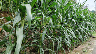 玉米田垄间景象