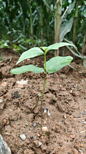 嫩绿幼苗破土而出