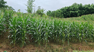 夏日葱郁玉米田