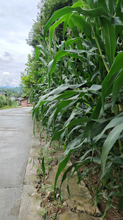 路边茂盛的高大玉米植株