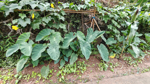 菜园里的茂盛瓜藤植物