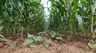 玉米地中的绿色植物