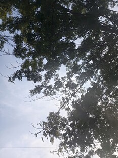 透过枝叶看天空