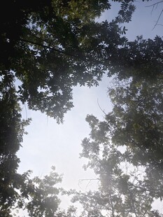 透过枝叶看天空